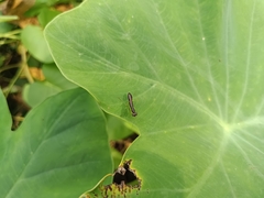 Odontomantis planiceps