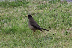 Turdus falcklandii magellanicus