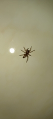 Porrhoclubiona leucaspis