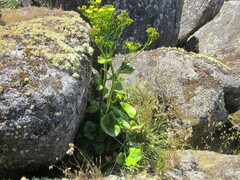 Ornduffia calthifolia