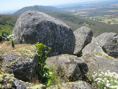 Ornduffia calthifolia