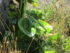 Ornduffia calthifolia