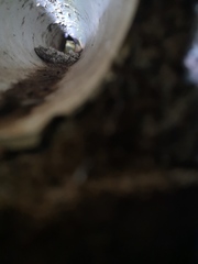 Eutropis
