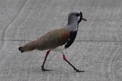 Vanellus chilensis chilensis
