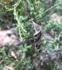 Phonognatha graeffei