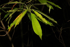 Elaeocarpus kirtonii