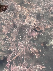 Calliarthron tuberculosum
