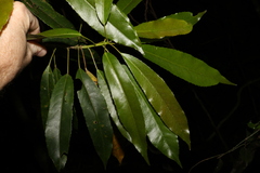 Elaeocarpus kirtonii