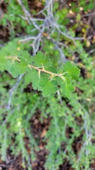 Ribes leptanthum
