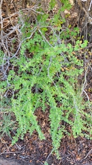 Ribes leptanthum