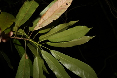 Elaeocarpus kirtonii