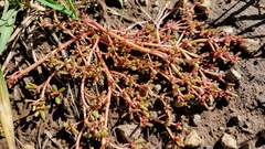 Portulaca halimoides