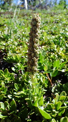Veronica wyomingensis