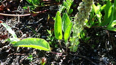 Veronica wyomingensis