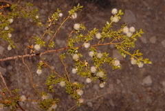 Larrea tridentata tridentata