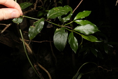 Gynochthodes jasminoides