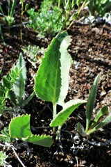 Veronica wyomingensis