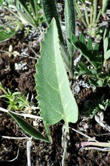 Veronica wyomingensis