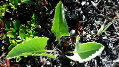 Veronica wyomingensis