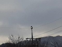 Corvus corone