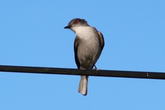 Pyrope pyrope pyrope