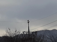 Corvus corone