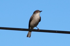 Pyrope pyrope pyrope