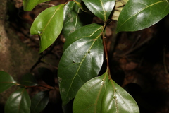 Cryptocarya foveolata