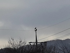 Corvus corone