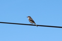 Pyrope pyrope pyrope