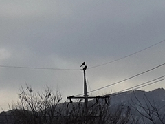 Corvus corone
