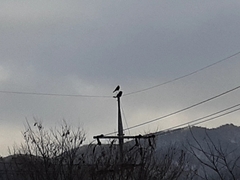 Corvus corone