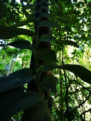 Rhaphidophora