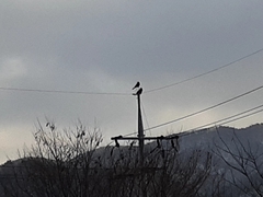 Corvus corone