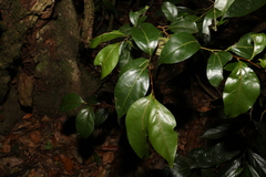 Cryptocarya foveolata