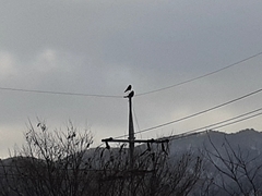 Corvus corone