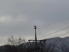 Corvus corone