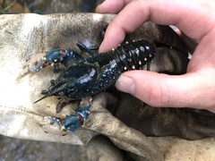 Euastacus yarraensis
