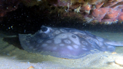 Urolophus circularis