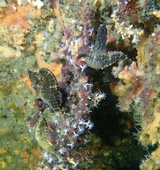 Hippocampus whitei