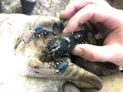 Euastacus yarraensis