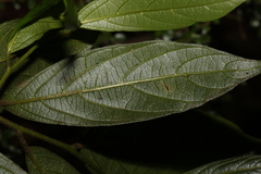 Alangium villosum