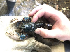 Euastacus yarraensis