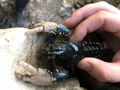 Euastacus yarraensis