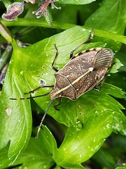 Omyta centrolineata