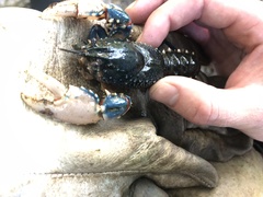 Euastacus yarraensis
