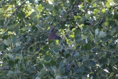 Patagioenas araucana
