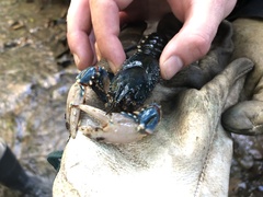 Euastacus yarraensis