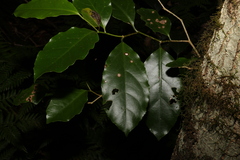 Pennantia cunninghamii