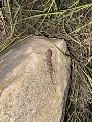 Chondrodactylus turneri